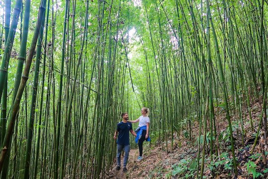 Bamboo Forrest, Sapa, Vietnam | Hiking & Trekking | Stay Lost